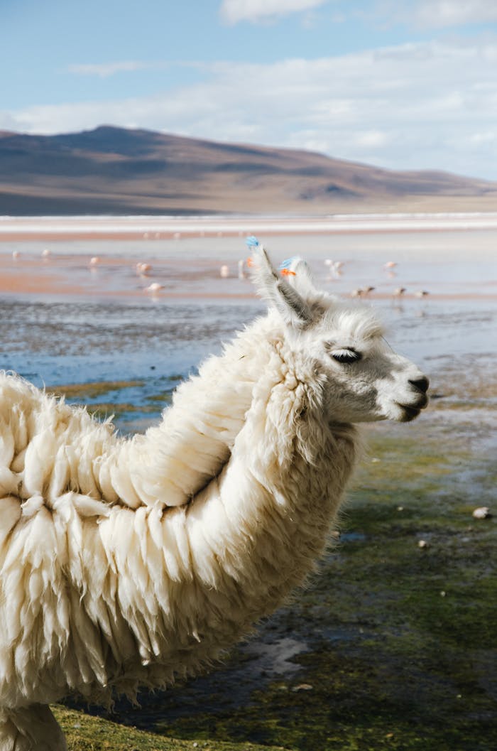 Side view of a white alpaca with hills and lake in Potosi, Bolivia.